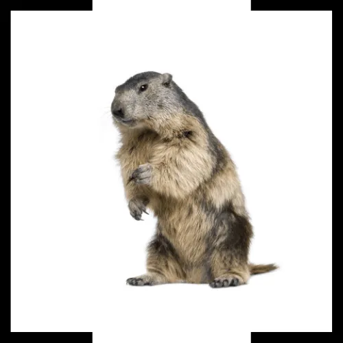 groundhog groundhog